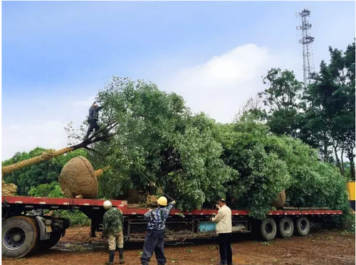 迪士尼施工用的这50种工具，想超越还得多“修炼”N年