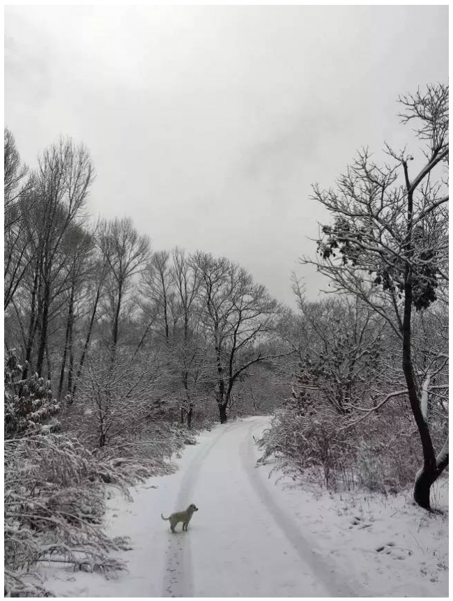 装配式|四个老男孩租下2500亩山谷 用集装箱搭出桃花源地 