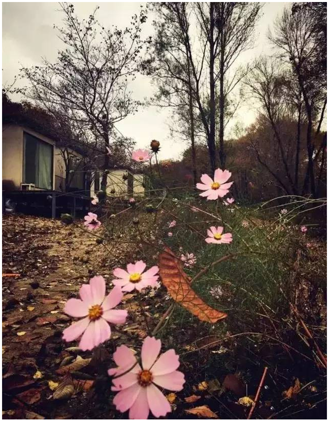 装配式|四个老男孩租下2500亩山谷 用集装箱搭出桃花源地 