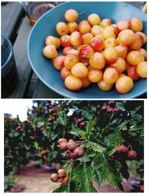 装配式|四个老男孩租下2500亩山谷 用集装箱搭出桃花源地 