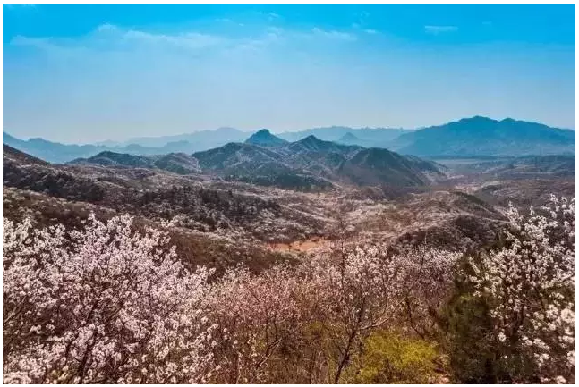 装配式|四个老男孩租下2500亩山谷 用集装箱搭出桃花源地 