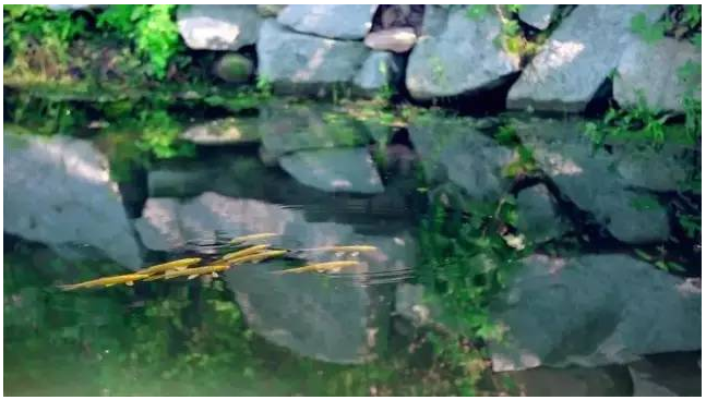 装配式|四个老男孩租下2500亩山谷 用集装箱搭出桃花源地 