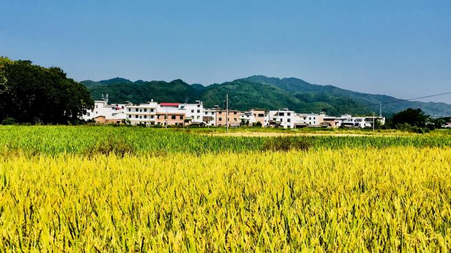 BIM建筑|栖于山麓——乡建新平易近居摸索 | 铭鼎空间艺术工作室
