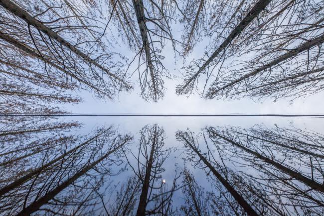 BIM建筑|重庆万科丛林公园发卖展现中间 /LWK + PARTNERS