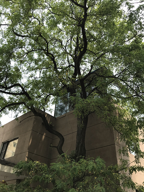 BIM建筑|城市里的城市，花圃里的花圃：10 palace l 元秀万建筑事务所