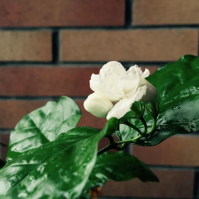 BIM建筑|芳华▪家 格子墙里的日常——建筑师自宅 / 金超，颜闾红