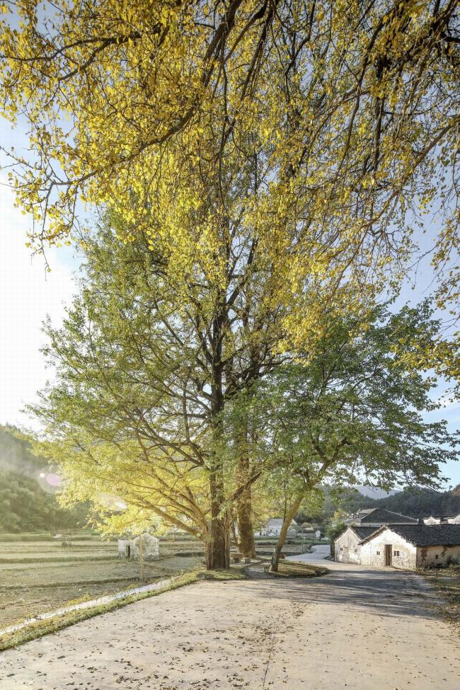 BIM建筑|奇峰村史馆 / SUP素朴建筑工作室