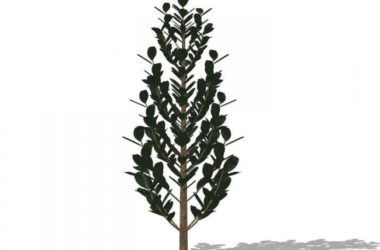 Sketchup素材模型|3D植物树-BIM建筑网