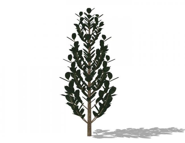 Sketchup素材模型|3D植物树