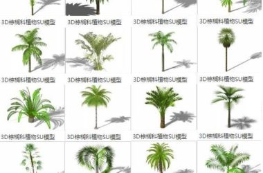 Sketchup素材模型|3D植物，棕榈树 ，椰子树，景观素材组件-BIM建筑网