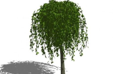 Sketchup素材模型|植物树，景观素材组件-BIM建筑网