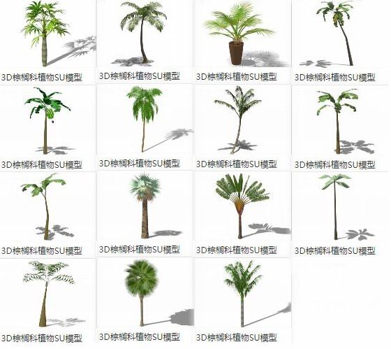 Sketchup素材模型|3D景观植物，棕榈科，素材组件