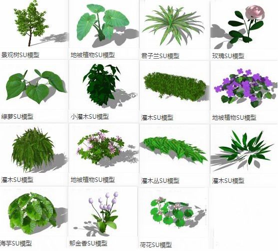 Sketchup素材模型|地被植物，树，灌木，景观素材组件