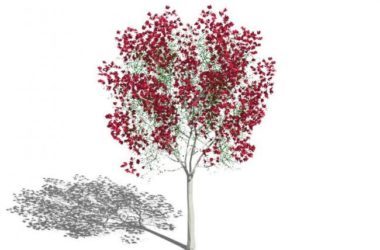 Sketchup素材模型|3D植物树，树枝树干红树叶，景观素材组件-BIM建筑网