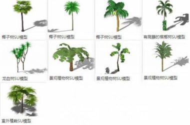 Sketchup素材模型|3D植物树，棕榈科，景观素材组件-BIM建筑网