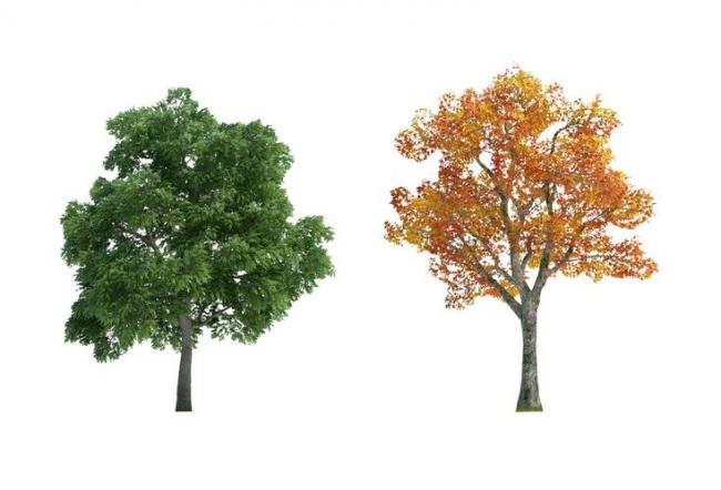 Sketchup素材模型|植物大树景观素材组件