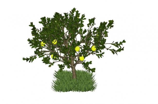 Sketchup素材模型|蔬菜果树，景观素材组件