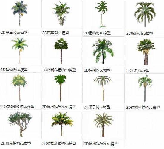 Sketchup素材模型|2D棕榈科植物树芭蕉树