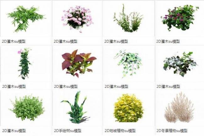 Sketchup素材模型|灌木，地被植物，2d景观素材组件