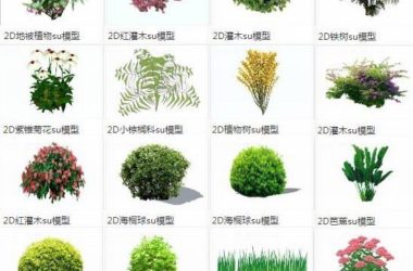 Sketchup素材模型|灌木，地被植物，草，芭蕉，菊花，海桐球，小棕榈科，铁树,2d景观素材组件-BIM建筑网