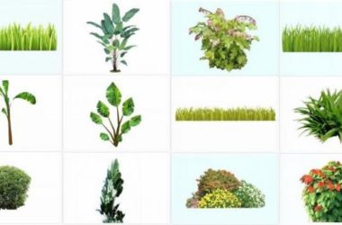 Sketchup素材模型|2d灌木地被大叶植物，草团，大树，芭蕉树，景观素材组件-BIM建筑网