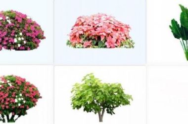 Sketchup素材模型|植物灌木，2d植物，景观素材组件-BIM建筑网