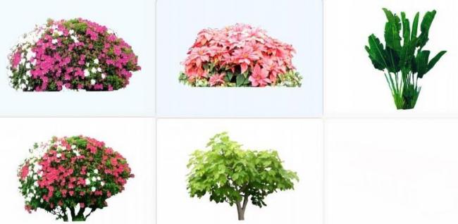 Sketchup素材模型|植物灌木，2d植物，景观素材组件