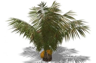 Sketchup素材模型|3D植物树SU模型素材组件-BIM建筑网