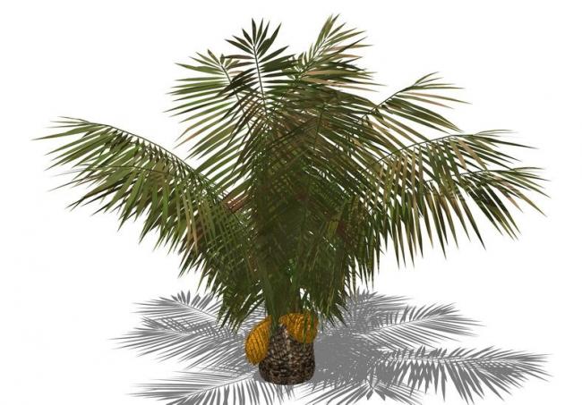 Sketchup素材模型|3D植物树SU模型素材组件
