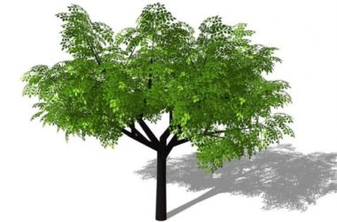 Sketchup素材模型|3D植物树SU模型素材组件-BIM建筑网