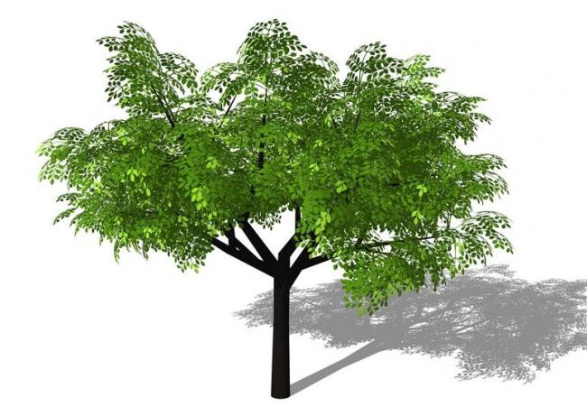 Sketchup素材模型|3D植物树SU模型素材组件