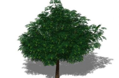 Sketchup素材模型|3D植物树SU模型素材组件-BIM建筑网