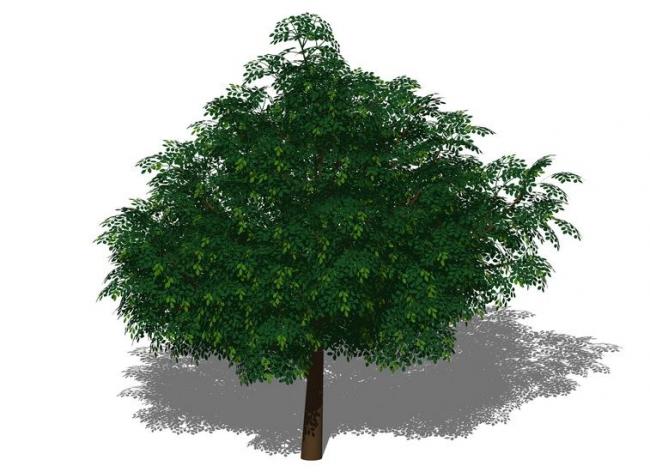 Sketchup素材模型|3D植物树SU模型素材组件
