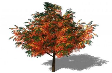 Sketchup素材模型|3D植物树SU模型素材组件-BIM建筑网