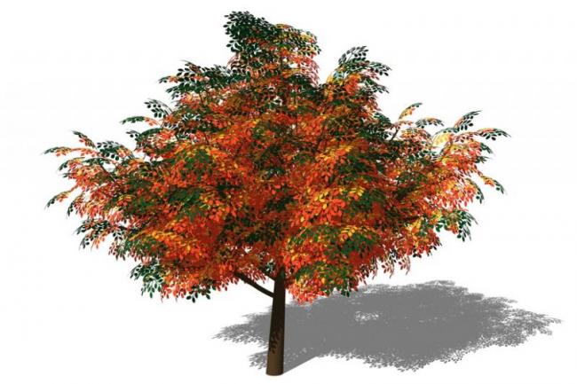 Sketchup素材模型|3D植物树SU模型素材组件