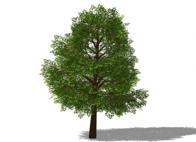 Sketchup素材模型|3D植物树SU模型素材组件