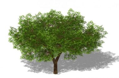 Sketchup素材模型|3D植物树SU模型素材组件-BIM建筑网