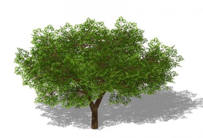 Sketchup素材模型|3D植物树SU模型素材组件