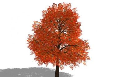 Sketchup素材模型|3D植物树SU模型素材组件-BIM建筑网