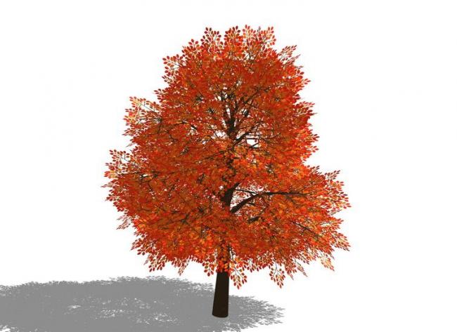Sketchup素材模型|3D植物树SU模型素材组件