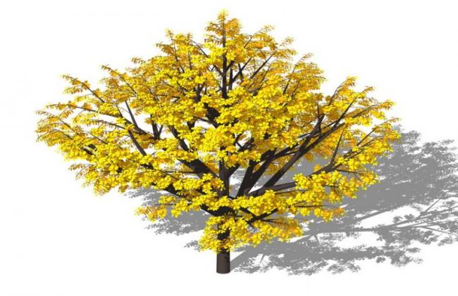 Sketchup素材模型|3D植物树SU模型素材组件