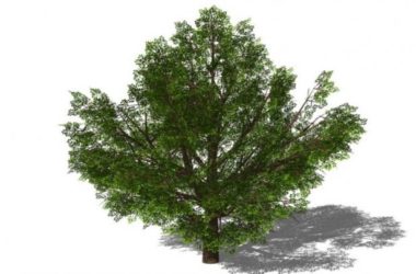 Sketchup素材模型|3D植物树SU模型素材组件-BIM建筑网