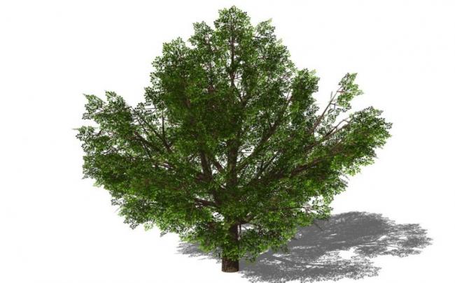 Sketchup素材模型|3D植物树SU模型素材组件
