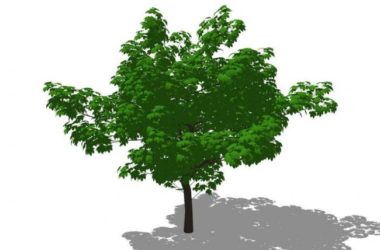 Sketchup素材模型|3D植物树SU模型素材组件-BIM建筑网