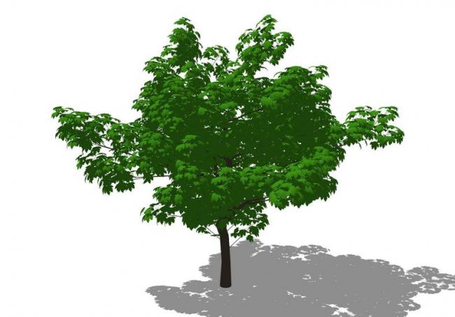 Sketchup素材模型|3D植物树SU模型素材组件