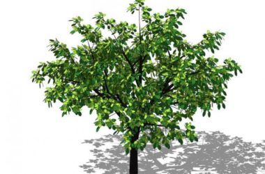 Sketchup素材模型|3D植物树SU模型素材组件-BIM建筑网