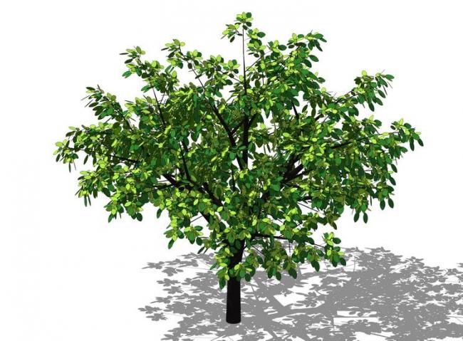 Sketchup素材模型|3D植物树SU模型素材组件