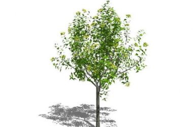 Sketchup素材模型|3D植物树SU模型素材组件-BIM建筑网