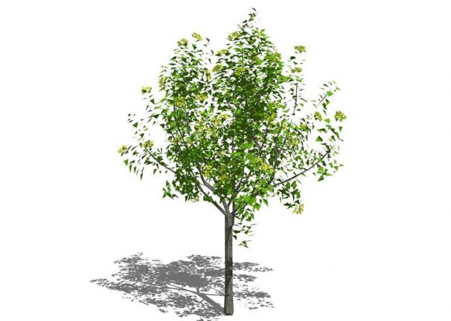 Sketchup素材模型|3D植物树SU模型素材组件