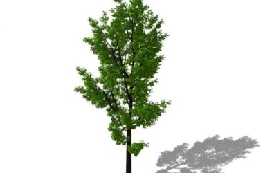 Sketchup素材模型|3D植物树SU模型素材组件-BIM建筑网